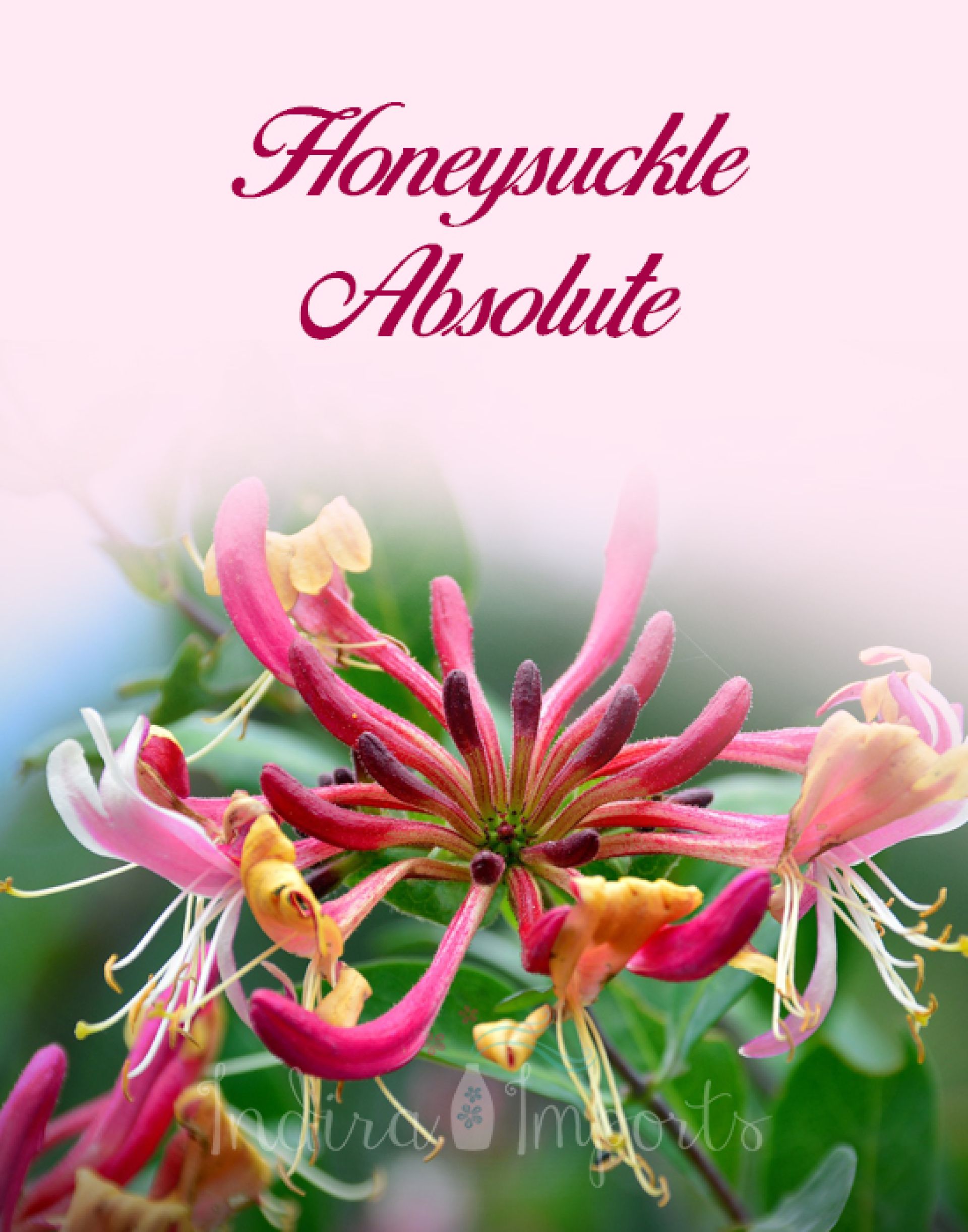Honeysuckle Absolute