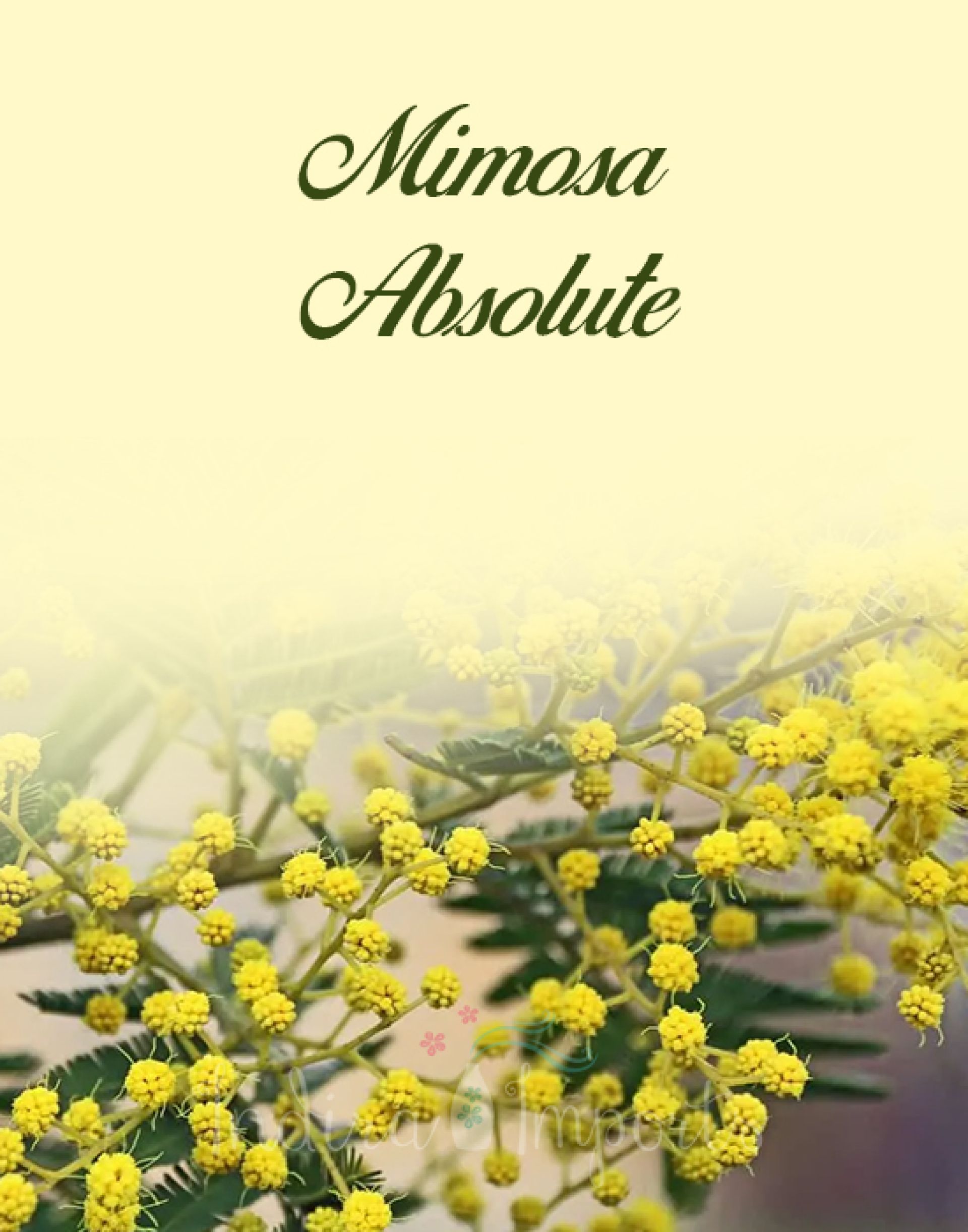 Mimosa Absolute