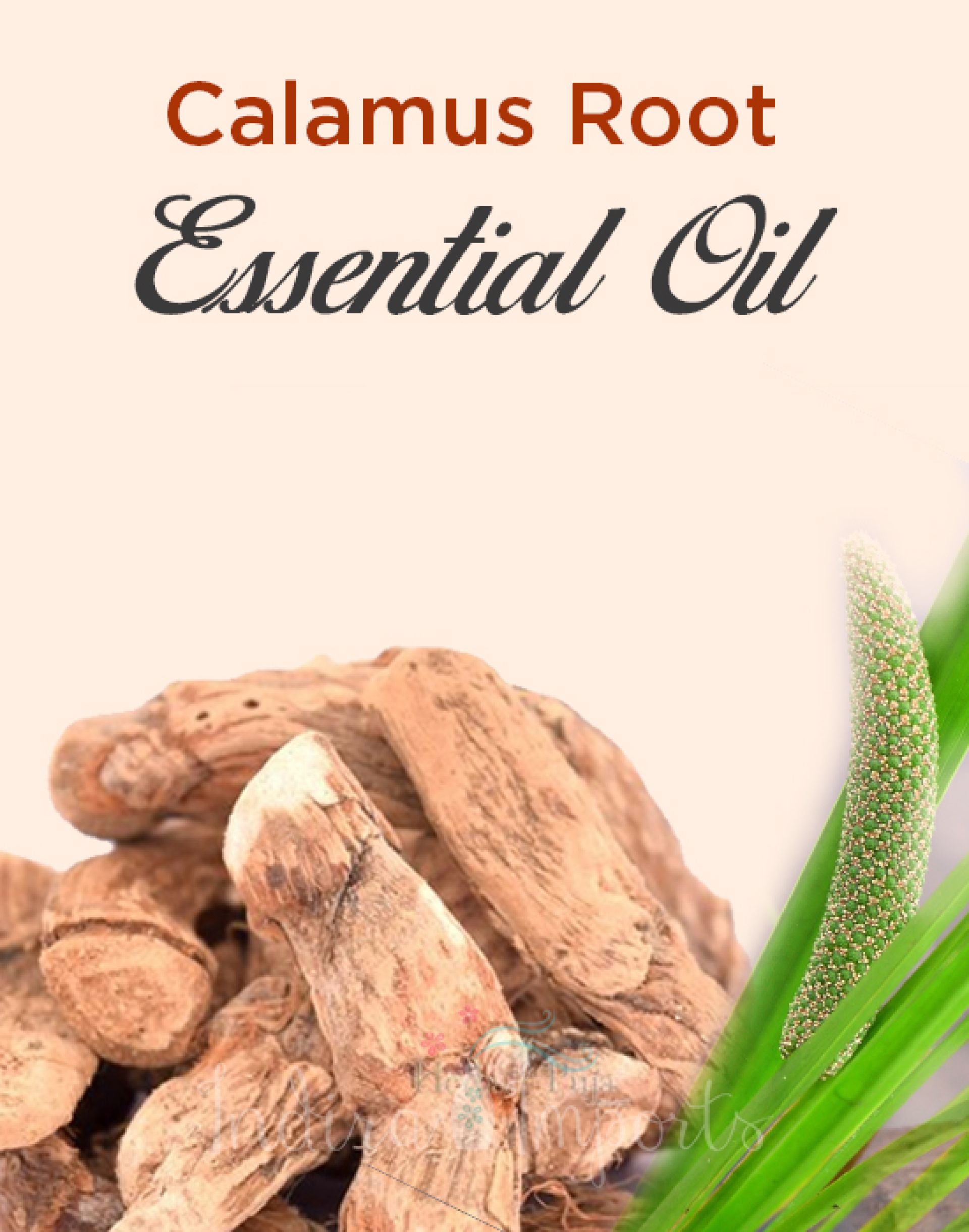 Calamus Root Essential Oil