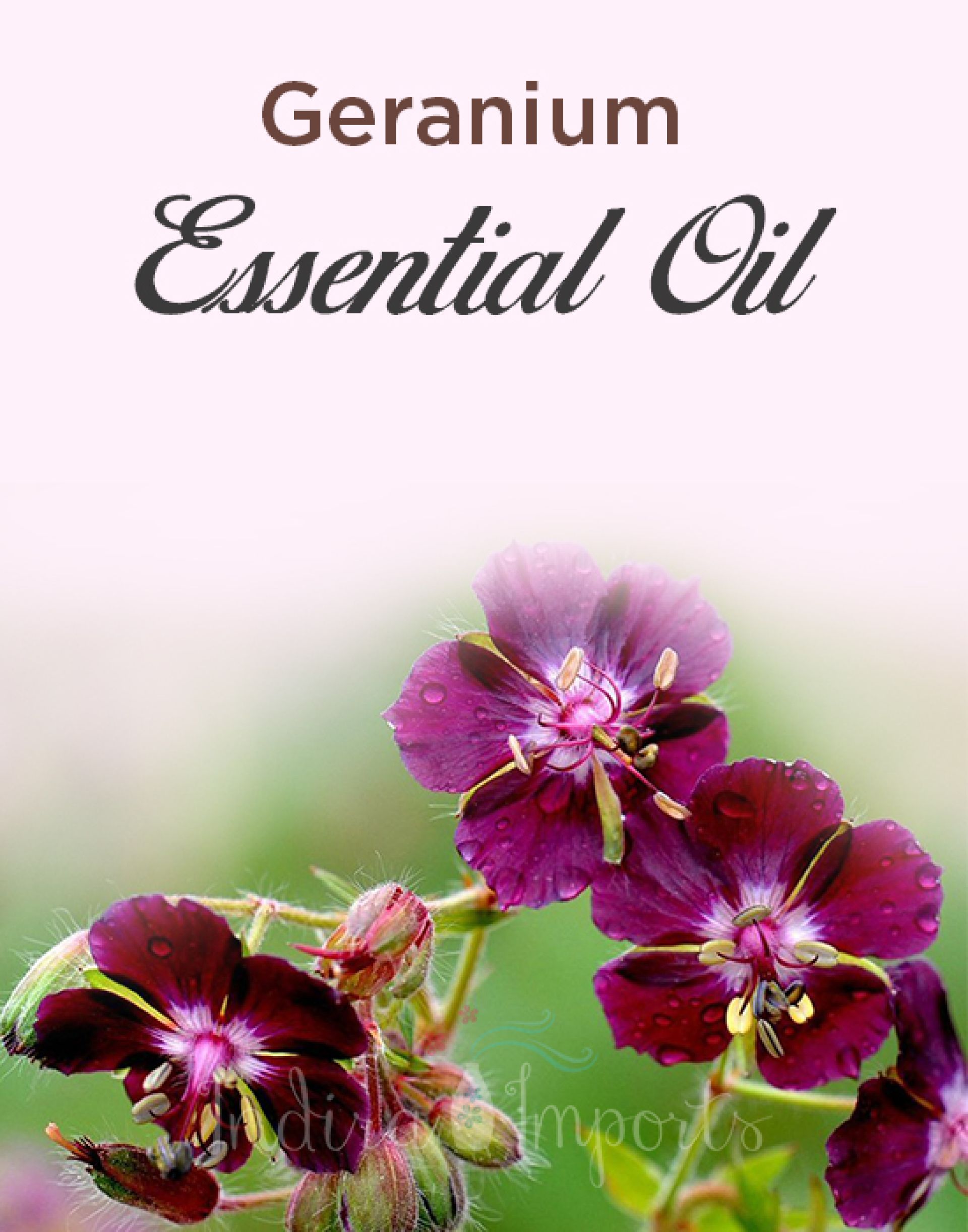 Geranium Essential Oil
