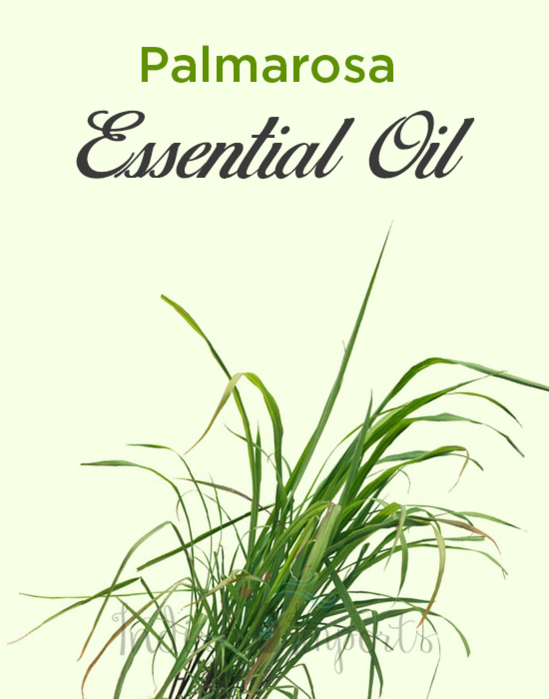 Palmarosa Essential Oil