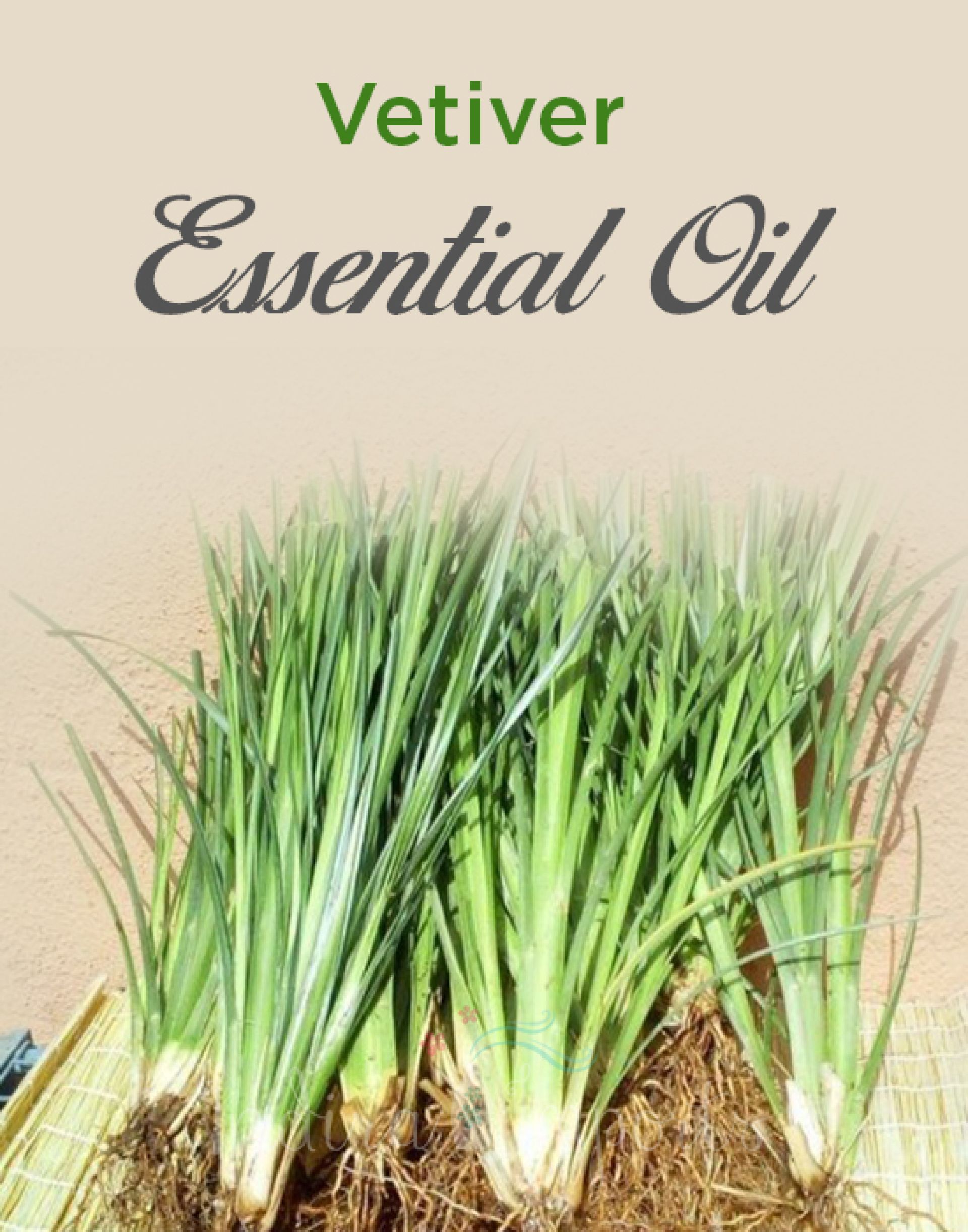 Vetiver Essential Oil